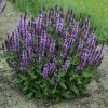 woodland sage