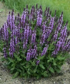 woodland sage
