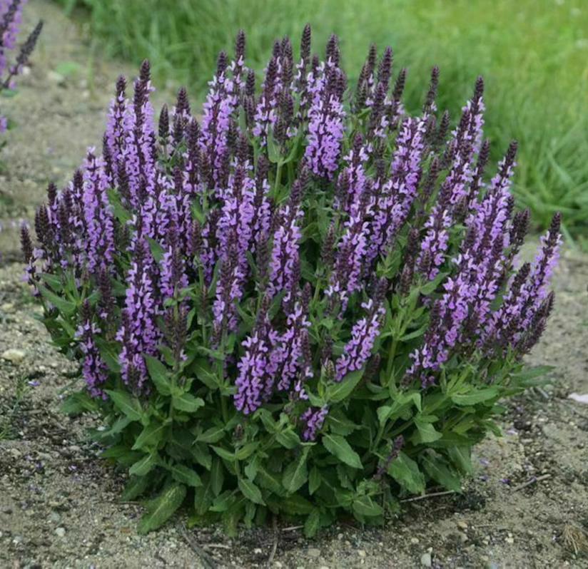 woodland sage
