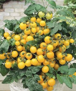 Alternative view of Yellow Cherry Tomato Aztek seeds 0.2g