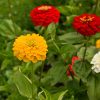 zinnia dahlia-flowered mixed