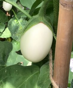 Alternative view of HT White Egg Aubergine seeds 0.2g