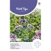 HT Oregano seeds
