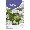 HT Achillea Yarrow seeds White 0.5
