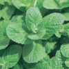apple mint