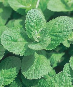 apple mint