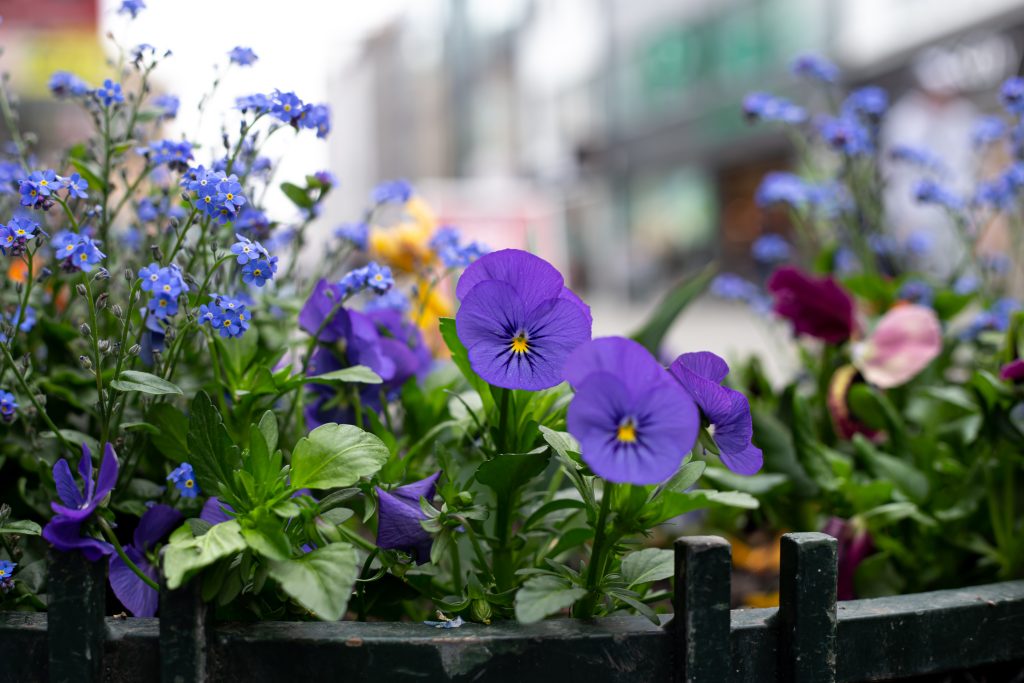 what to sow in august