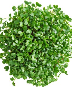 broccoli calabrese microgreens