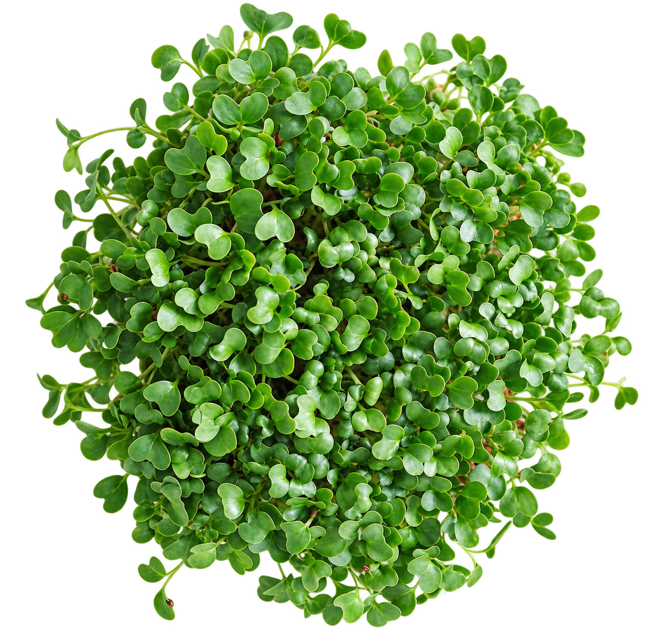 broccoli calabrese microgreens
