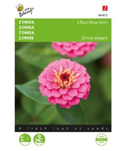 zinnia lilliput rose gem