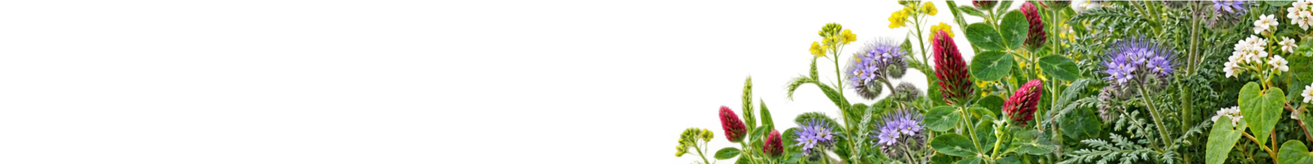 COVER CROP SEEDS