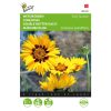 Coreopsis Early Sunrise