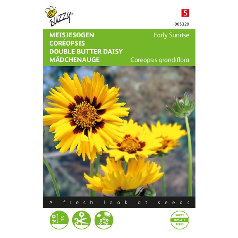 Coreopsis Early Sunrise