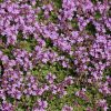 creeping thyme