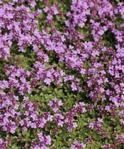 creeping thyme