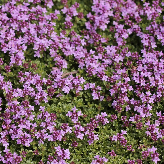 creeping thyme