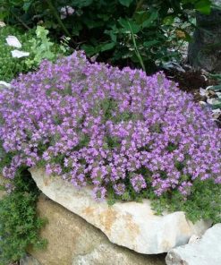 Alternative view of Creeping Thyme seeds 0.1g | Hardy Ground Cover Perennial