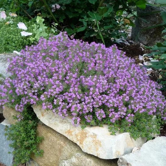 Creeping Thyme seeds 0.1g | Hardy Ground Cover Perennial - Image 2