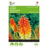 tritoma torch lily