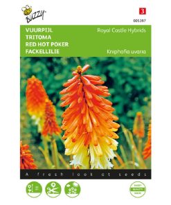 tritoma torch lily