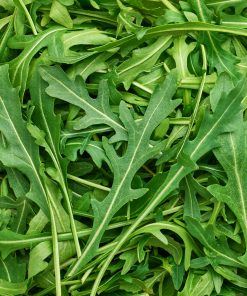 wild rocket rukola