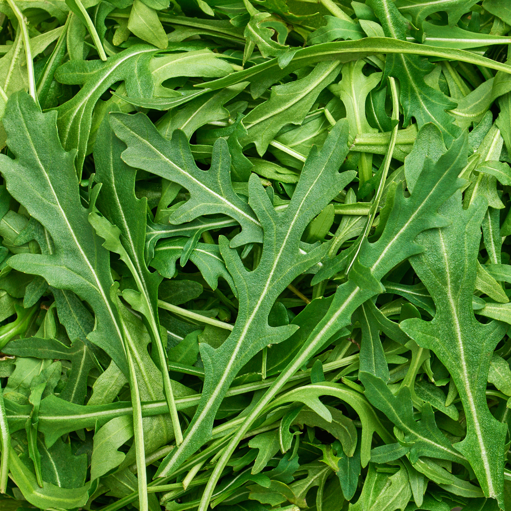 wild rocket rukola