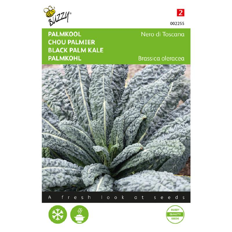 Palm Kale Nero di Toscana