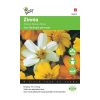 004870 Star Starbright Zinnia Mixed seeds