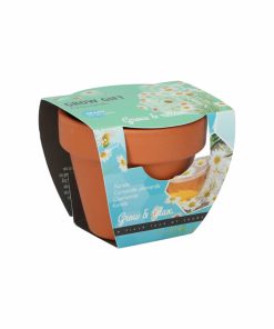 Buzzy Grow Gift Chamomile Mini Pot