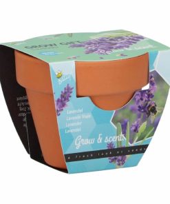 Buzzy Grow Gift Lavender Mini Pot