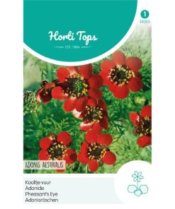 14005- Adonis Red Flowering Seeds