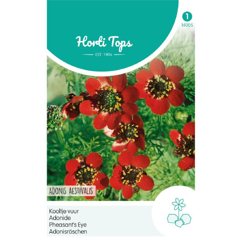14005- Adonis Red Flowering Seeds