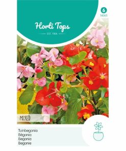 Begonia Semperflorens Mixed