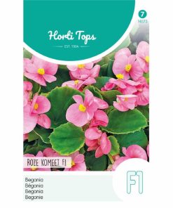 Begonia F1 Comet Pink