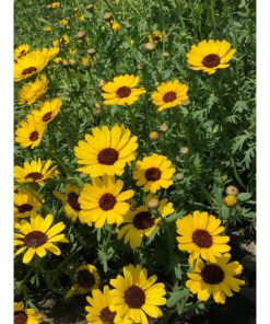 HT Eldorado Yellow Chrysanthemum Seeds 1g - Image 3