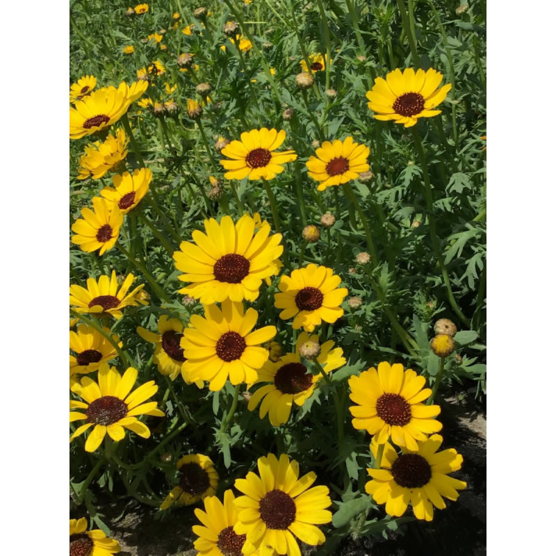 HT Eldorado Yellow Chrysanthemum Seeds 1g - Image 3