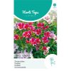 14315- Godetia Single Mixed Seeds
