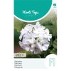 Apollo White F1 Pelargonium