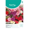 Beauty Mixed Annual Phlox Seeds