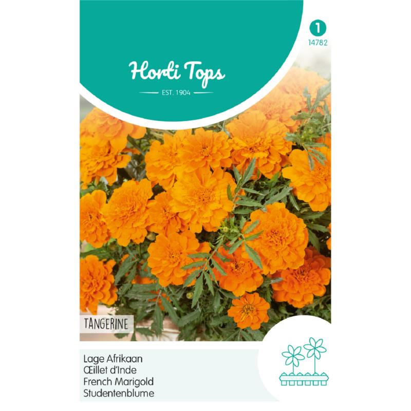 Tangerine Dwarf French Marigold