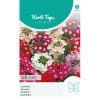 Florist Verbena Mixed Seeds