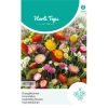 14905- Everlasting Flower