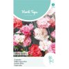 Spring Beauty Dianthus Seeds