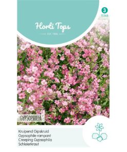 Pink Creeping Gypsophila