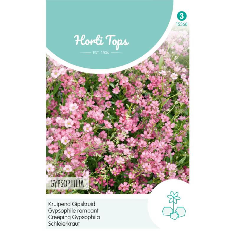 Pink Creeping Gypsophila