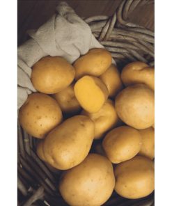 Oranjeband Soltastic F1 Potato Seeds 10 seeds - Image 3