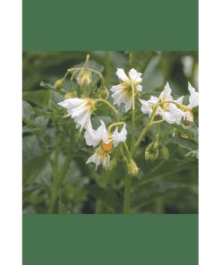 Oranjeband Soltastic F1 Potato Seeds 10 seeds - Image 4
