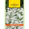 665265-OBZ Gypsophila, Baby's Breath Covent Garden