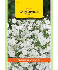 665265-OBZ Gypsophila, Baby's Breath Covent Garden