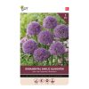 Allium Gladiato